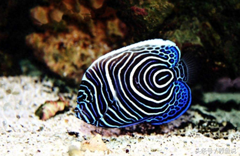 觀賞魚種類及名稱_觀賞魚種類大全_觀賞種類大全魚種