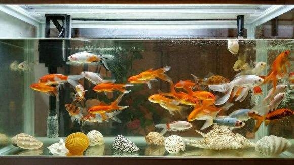 觀賞種類大全魚種_觀賞魚種類大全_觀賞種類大全魚類圖片