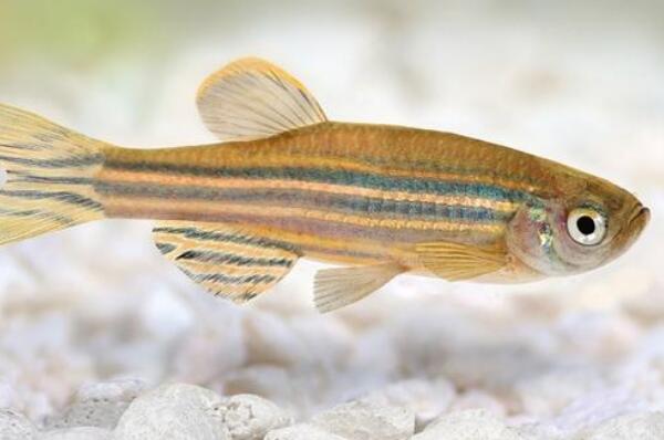 十大肉食小型觀賞魚_小型肉食魚類_觀賞小型肉食魚有哪些