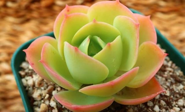 多肉小球玫瑰徒長了怎么辦_多肉植物小球玫瑰_多肉小球玫瑰