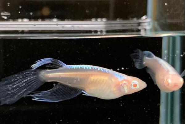 十大常見冷水觀賞魚，金魚上榜，第二是會游泳的藝術品。(2)