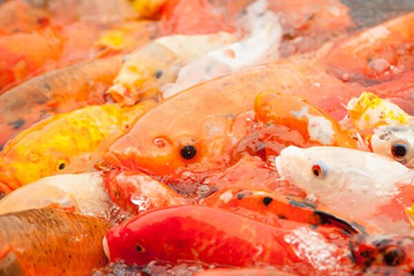 十大肉食小型觀賞魚_十大肉食小型觀賞魚_十大肉食小型觀賞魚