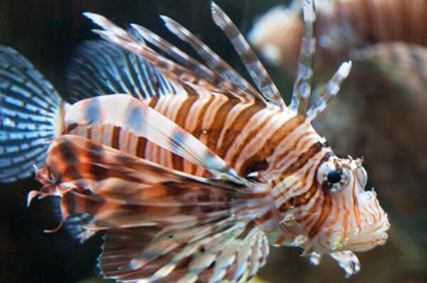 十大肉食小型觀賞魚_十大肉食小型觀賞魚_十大肉食小型觀賞魚