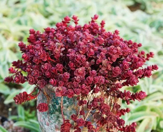 6種多肉“不懼熱”，越曬越精神，現在養“剛剛好”