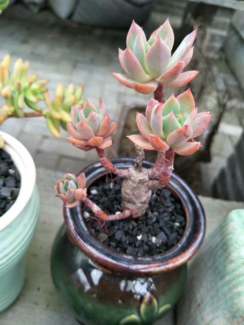 服盆期多肉氣根長不停，這是什么原因呢？該如何解決呢？