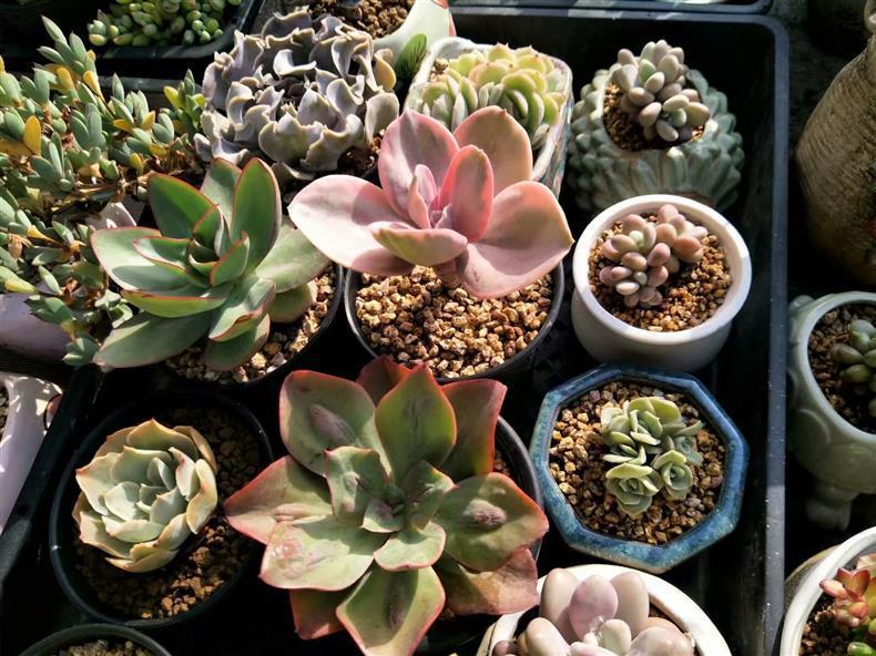 多肉的氣根用不用去除_多肉長的氣根_多肉長氣根怎樣處理