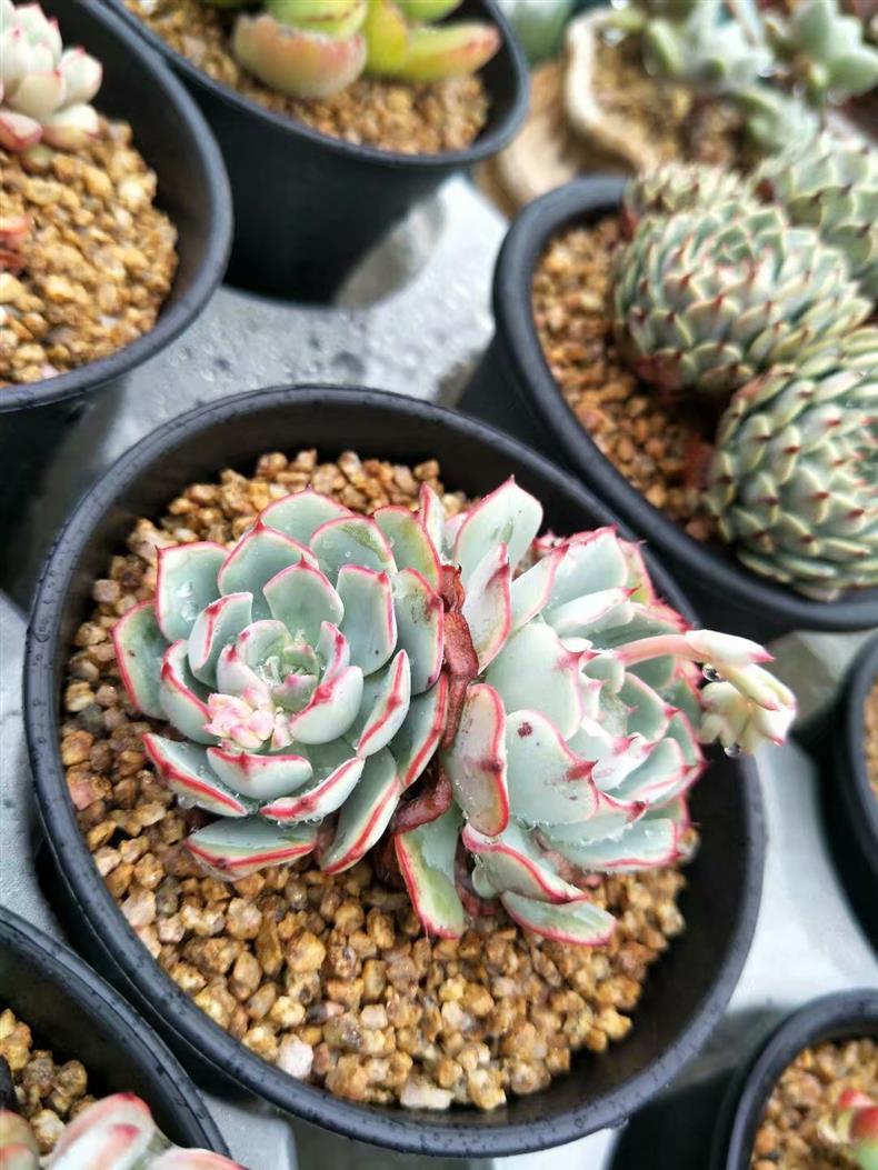 多肉長的氣根_多肉長氣根怎樣處理_多肉的氣根用不用去除