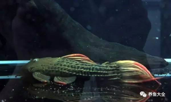 上層觀賞魚有哪些淡水魚_上層觀賞魚_上層觀賞魚有哪幾種魚