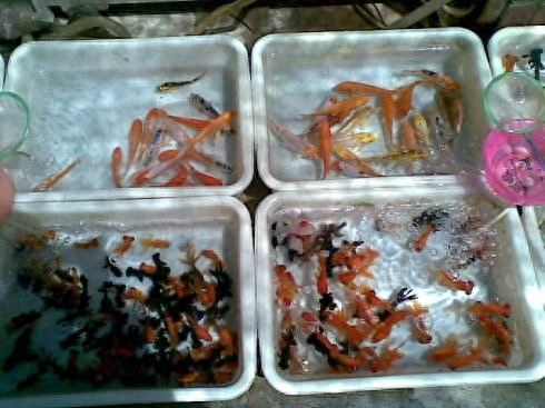 一位不懂觀賞魚的朋友，擺地?cái)傎u魚會(huì)是什么下場？