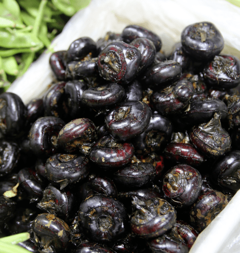 杭州市觀賞魚批發市場_杭州賣魚的市場_杭州觀賞魚批發市場