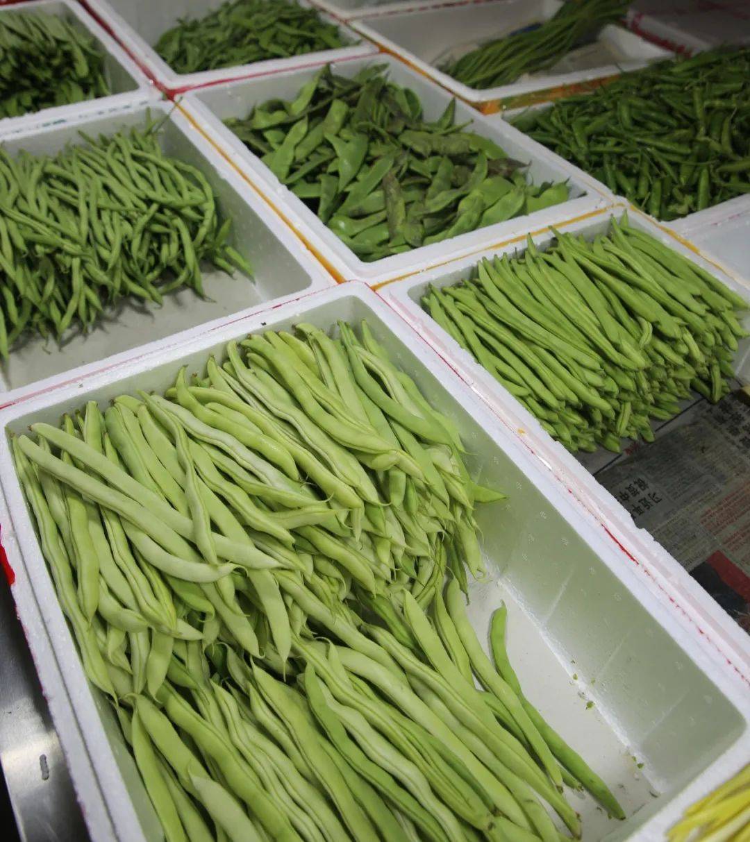 杭州賣魚的市場_杭州觀賞魚批發市場_杭州市觀賞魚批發市場