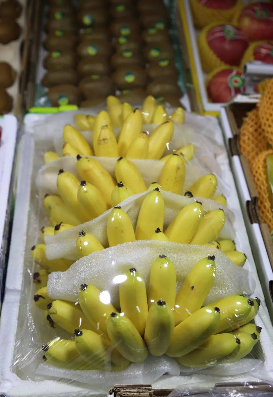 杭州觀賞魚批發市場_杭州市觀賞魚批發市場_杭州賣魚的市場