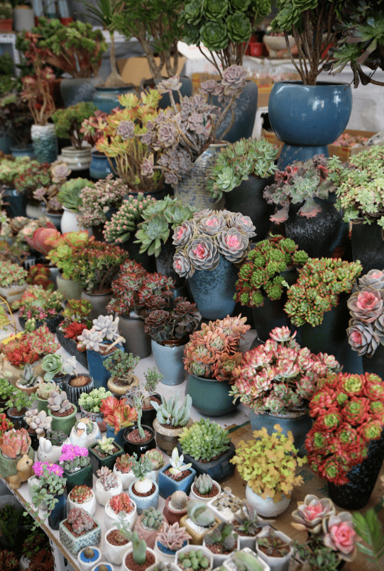 杭州觀賞魚批發市場_杭州賣魚的市場_杭州市觀賞魚批發市場