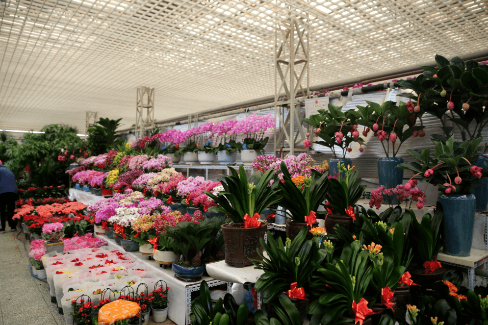 杭州觀賞魚批發市場_杭州市觀賞魚批發市場_杭州賣魚的市場