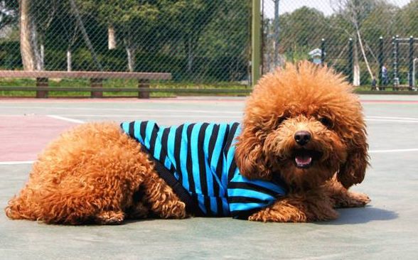 哈士奇幼犬價格-哈士奇一般幼犬多少錢？