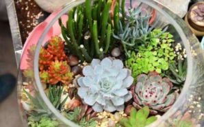 多肉串錢的種植方法_多肉錢串怎么繁殖_怎樣繁殖多肉錢串