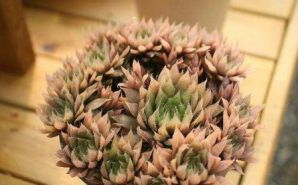 怎樣繁殖多肉錢串_多肉串錢的種植方法_多肉錢串怎么繁殖