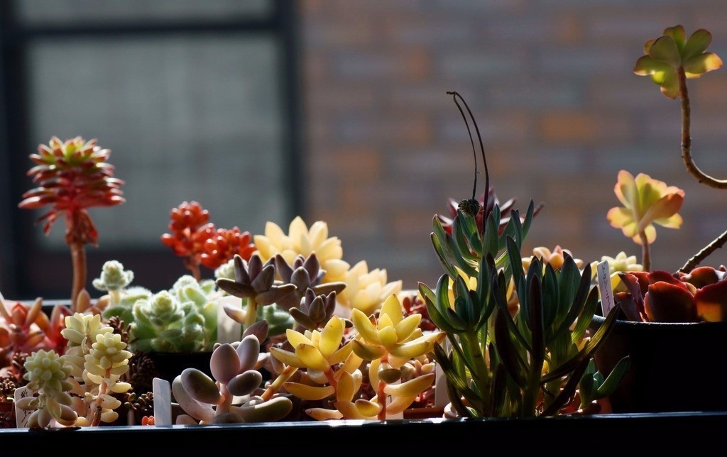 多肉串錢的種植方法_多肉錢串怎么繁殖_串錢多肉怎樣扦插