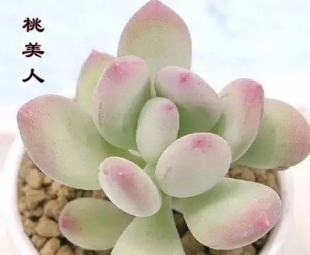 串錢多肉怎樣扦插_多肉錢串怎么繁殖_多肉串錢的種植方法