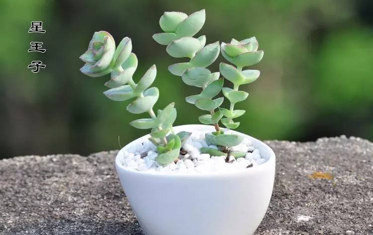 多肉串錢的種植方法_串錢多肉怎樣扦插_多肉錢串怎么繁殖