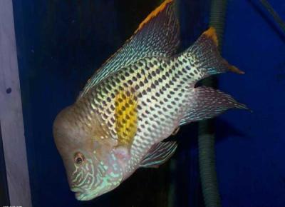 觀賞魚的種類有哪些？