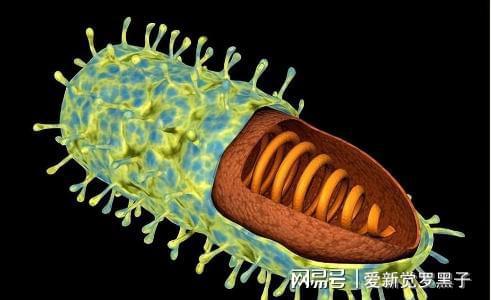 狗狗打的狂犬疫苗價格_給狗打疫苗多少錢狂犬_給狗狗打狂犬疫苗多少錢