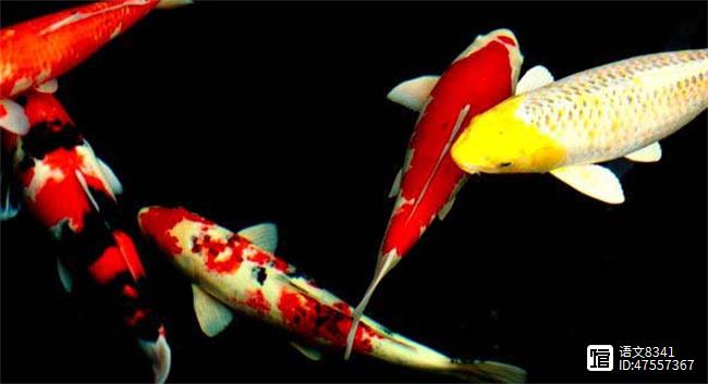觀賞品種魚有哪些品種_觀賞魚有多少品種_觀賞魚有哪些品種