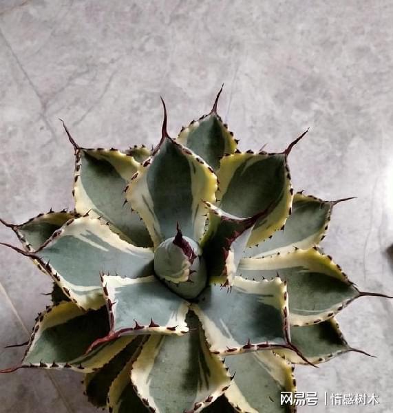 不怕曬的龍舌蘭，霸道總裁型，想要養的“霸氣”，土里加點砂石