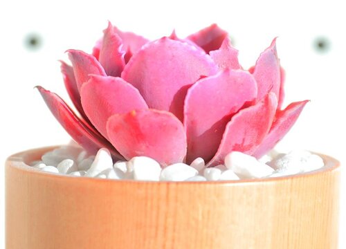 多肉怕太陽曬嗎