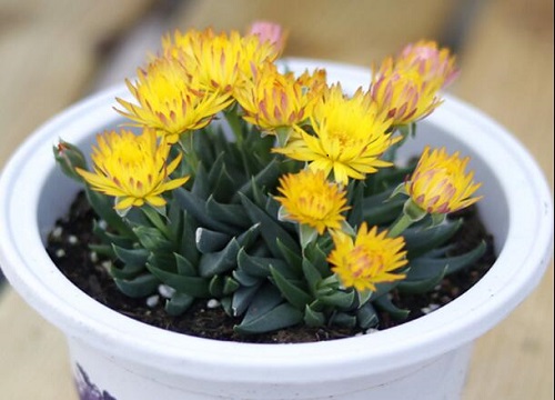 不怕曬的多肉_不怕曬的多肉_不怕曬的多肉