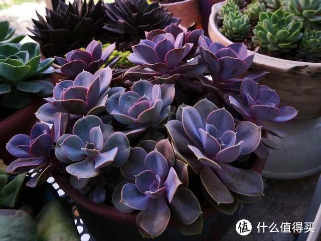 5種多肉“臉皮特厚”，不怕曬不怕雨，也不用擔心會“掛掉”