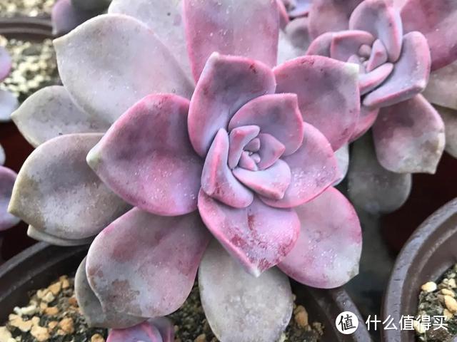 5種多肉“臉皮特厚”，不怕曬不怕雨，也不用擔心會“掛掉”