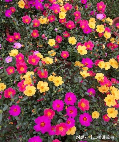 怕曬多肉有哪些_多肉曬太陽有什么好處_不怕曬的多肉