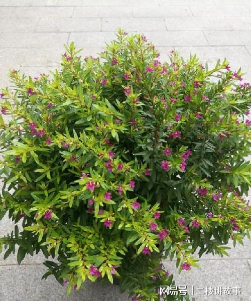 多肉曬太陽有什么好處_怕曬多肉有哪些_不怕曬的多肉