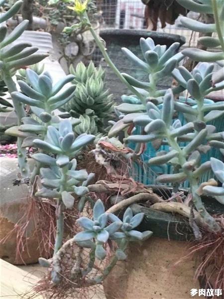 多肉長須根怎么回事_多肉長出很多須根_多肉長須根出很多芽