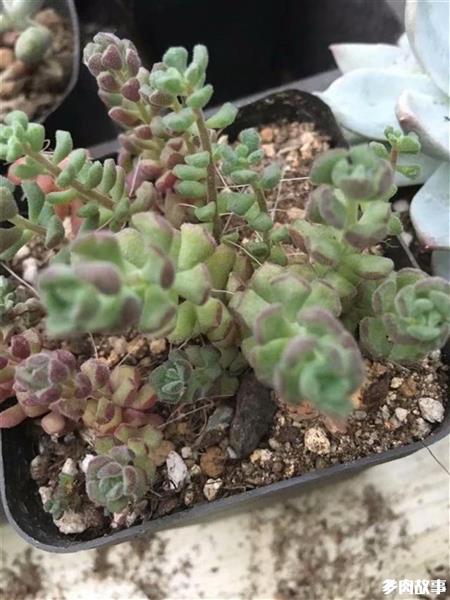 多肉長須根怎么回事_多肉長出很多須根_多肉長須根出很多芽