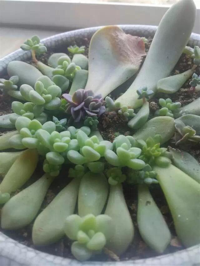 多肉葉插，側躺要比平鋪更容易“扎根”！