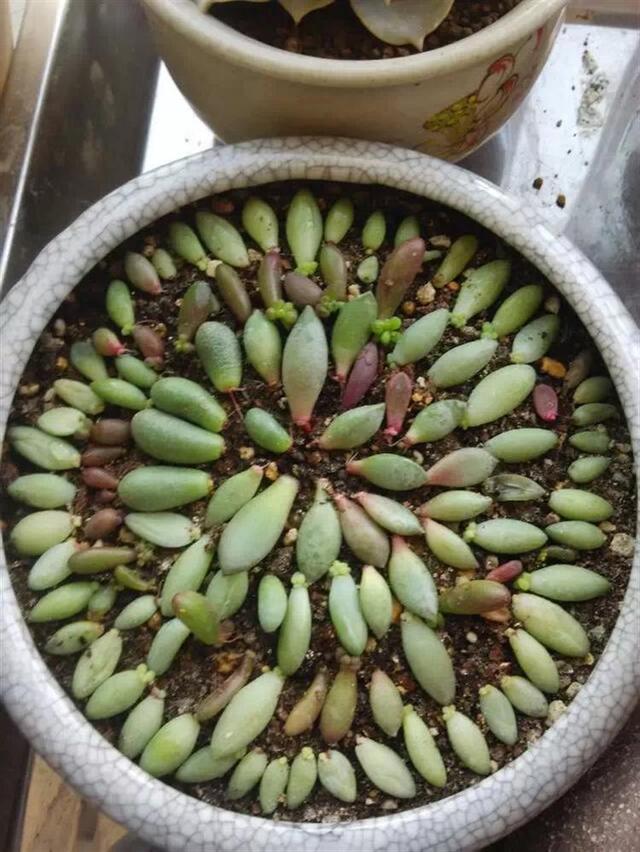 多肉葉插，側躺要比平鋪更容易“扎根”！