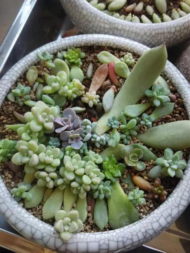 多肉葉插，側躺要比平鋪更容易“扎根”！