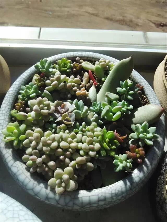 多肉葉插，側躺要比平鋪更容易“扎根”！