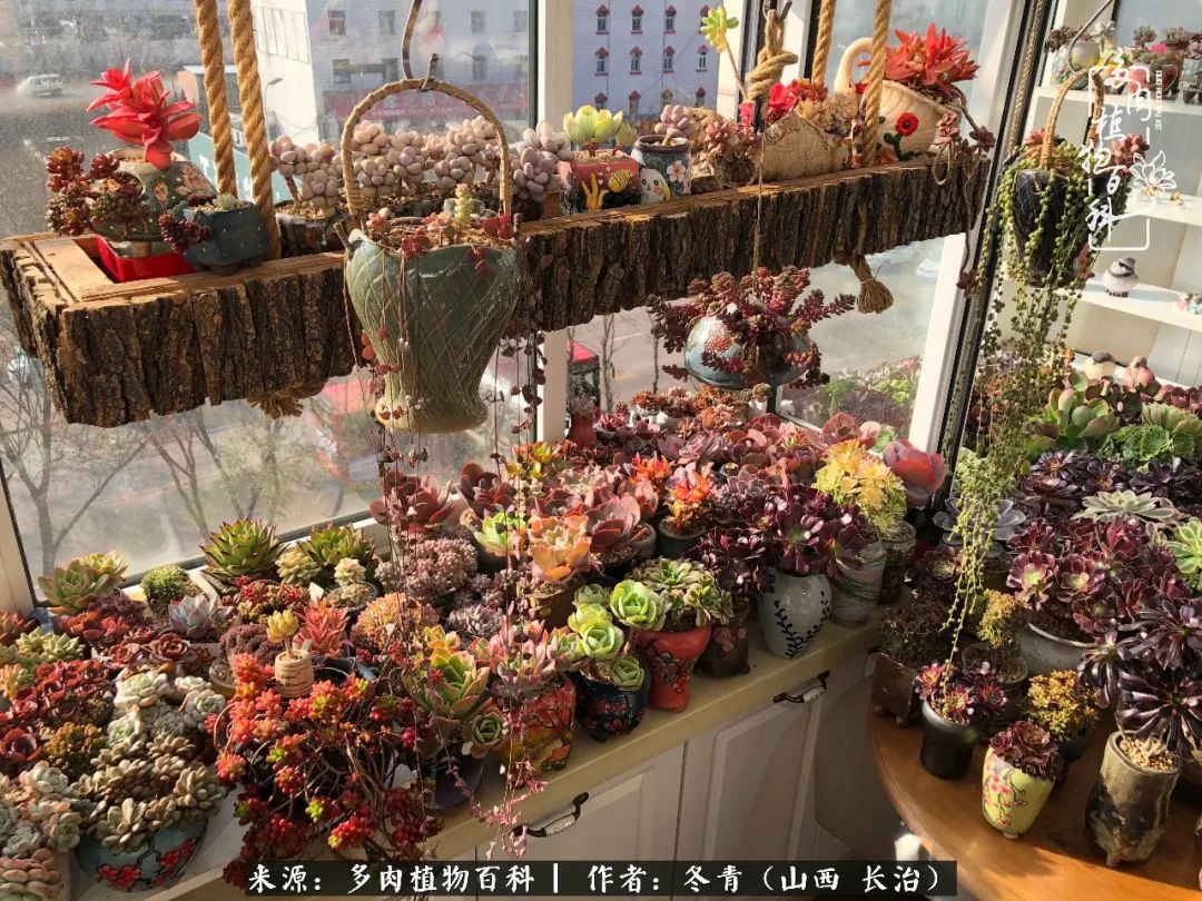 陽臺養多肉4年，總結出的各種多肉養護問題及處理方法！