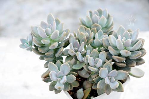 陽光多肉喜歡什么肥料_多肉是不是都喜歡陽光_不喜歡陽光的多肉