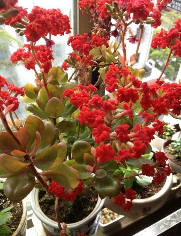 長壽多肉花屬于什么植物_長壽花屬于多肉嗎_長壽多肉品種