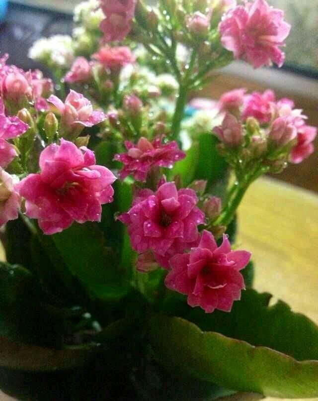 長壽多肉花屬于什么植物_長壽花屬于多肉嗎_長壽多肉品種