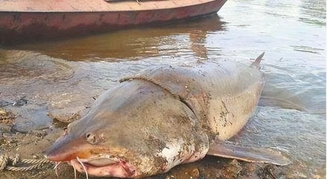 我國常見的7大淡水巨型魚類，個個都是巨無霸，刷新你的認知