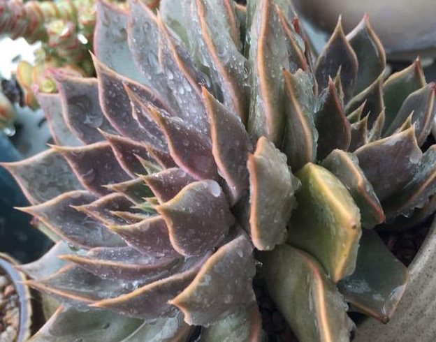 不喜歡陽光的多肉_陽光多肉喜歡什么肥料_多肉植物陽光