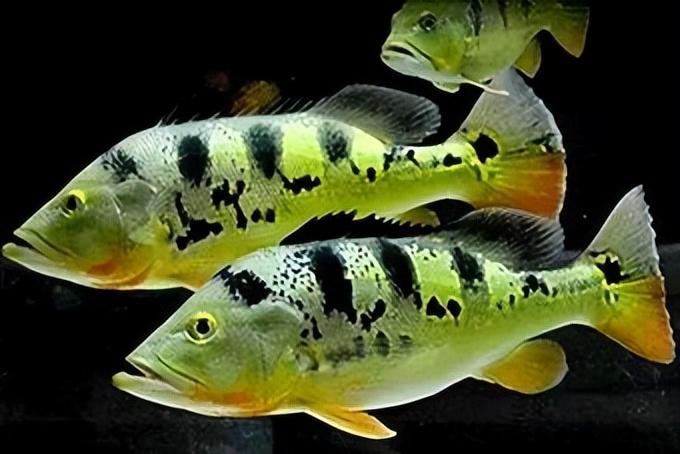 食肉觀賞魚_好養(yǎng)觀賞肉食魚_食肉的觀賞魚