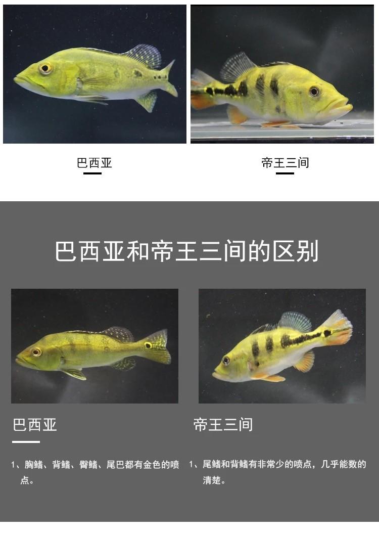 食肉的觀賞魚_好養(yǎng)觀賞肉食魚_食肉觀賞魚