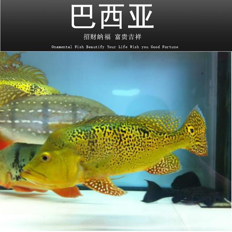 食肉觀賞魚_好養(yǎng)觀賞肉食魚_食肉的觀賞魚