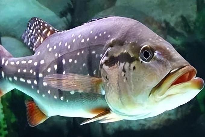 食肉的觀賞魚_食肉觀賞魚_好養(yǎng)觀賞肉食魚